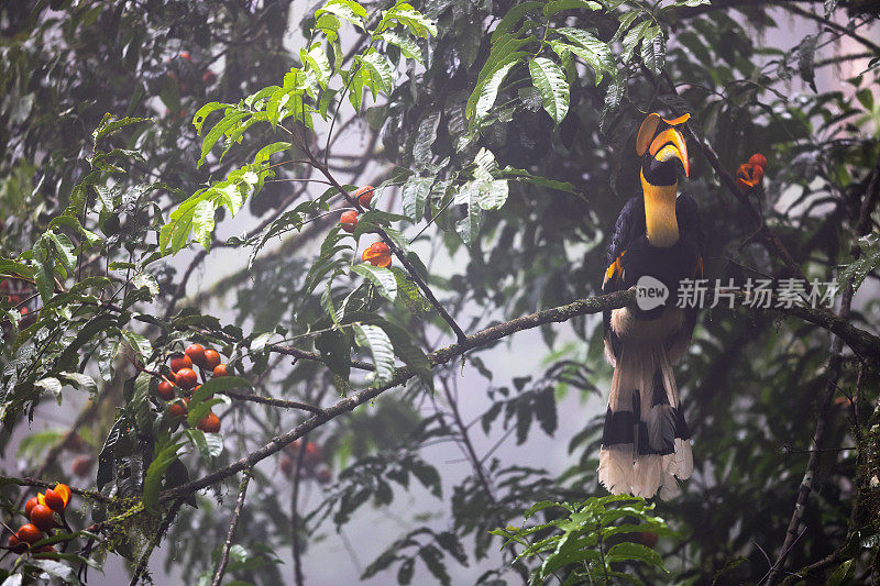 犀鸟:成年雄性大犀鸟(Buceros bicornis)，也被称为凹盔犀鸟，大印度犀鸟或大斑犀鸟。